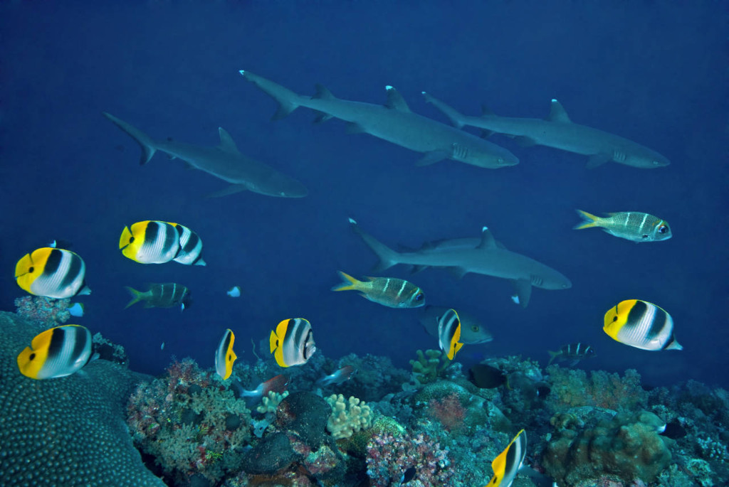 challenging dive sites for experienced divers- Blue Corner Wall in Palau
