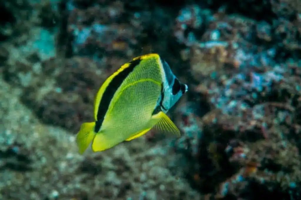 Vida marina de las Islas Catalinas: Pez mariposa