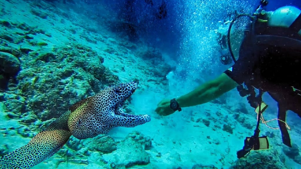 Peligros en el buceo0