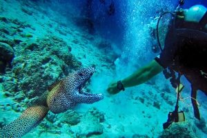 Peligros en el buceo principal