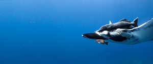 Manta in Caño Osland Footage Service