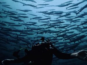 buceo-con-peces-costa-rica