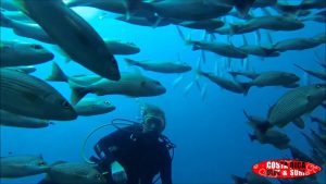 diver-with-fishes-cano-island