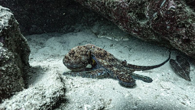 Octopus at Caño Island Costa Rica