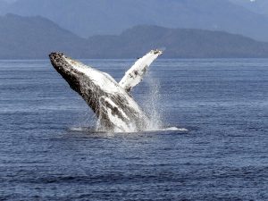 humpback-whale-cano-island