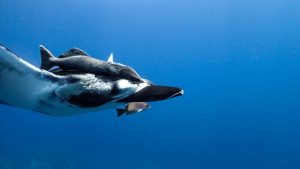 Manta at Caño Island