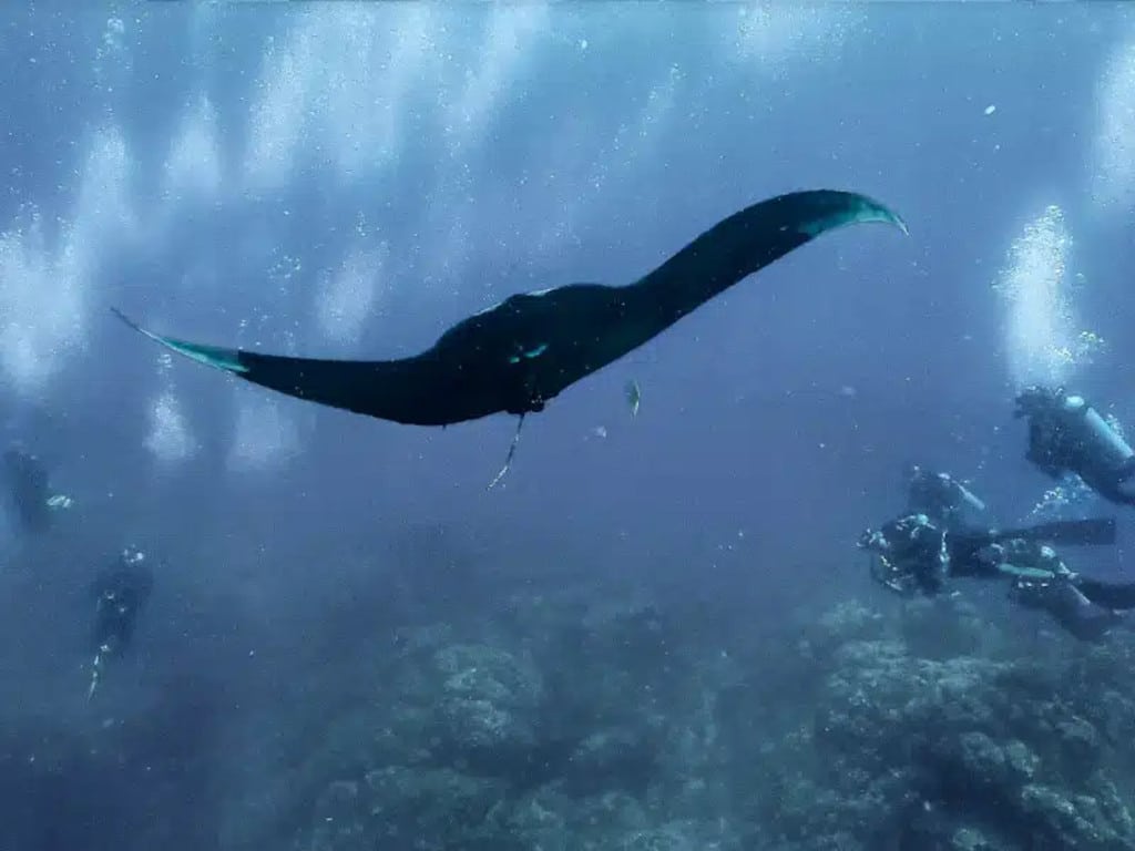 mantarraya gigante costa rica