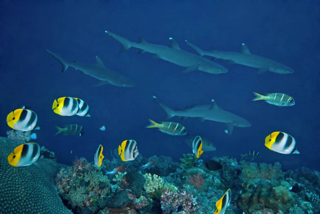 Blue Corner Wall en Palau 