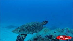 turtle-at-cano-island costa rica