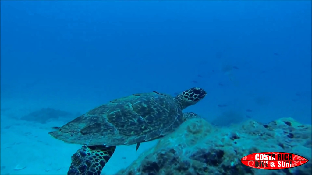 turtle at cano island