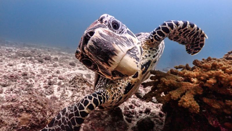 Turtle interested in Diver at Caño Island