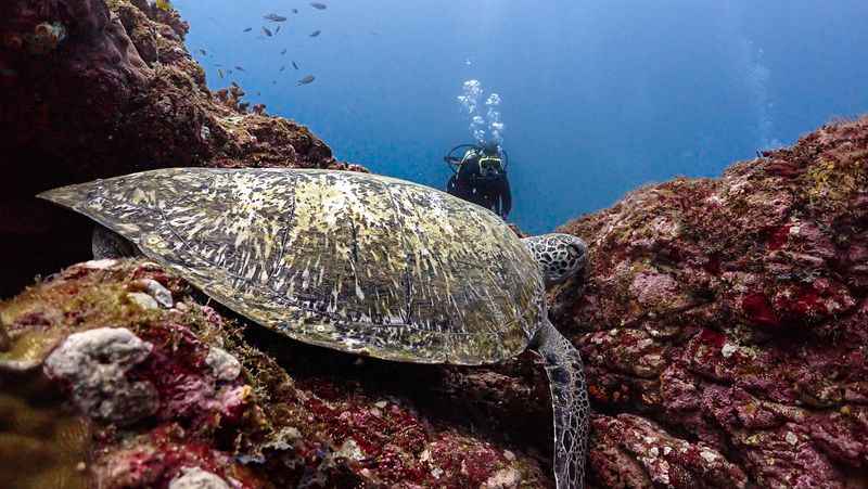 Turtle resting in the bottom at caño island