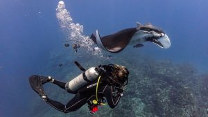 Diver flying with manta