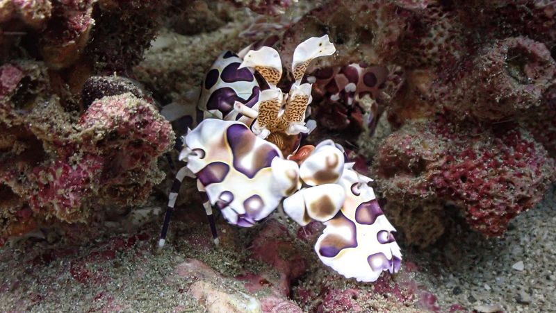 Underwater life at caño island