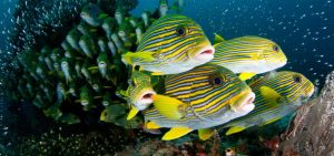 underwater-photography-perspectives
