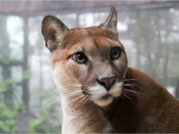 Tour Corcovado Puma