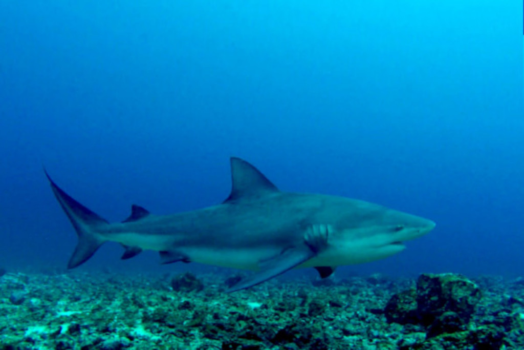 Bat-Islands-Bull-Shark-diving