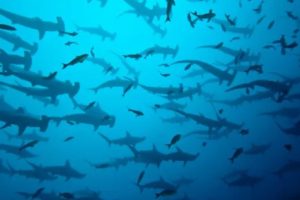Hammerhead-sharks-from-Cocos-Island