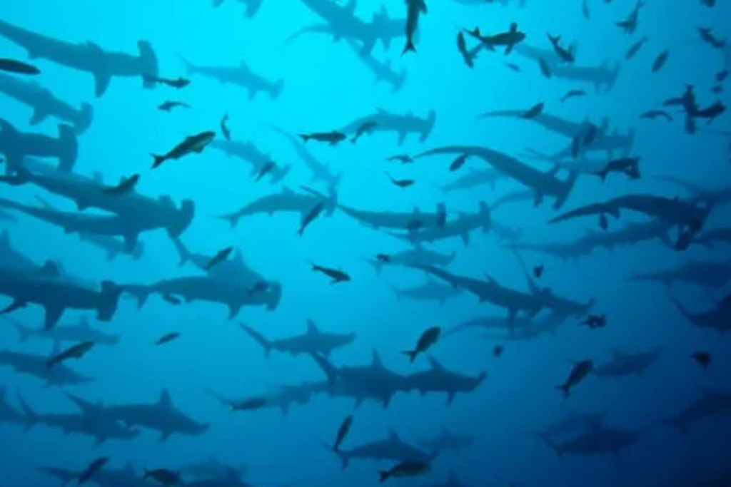 diving in cocos island costa rica