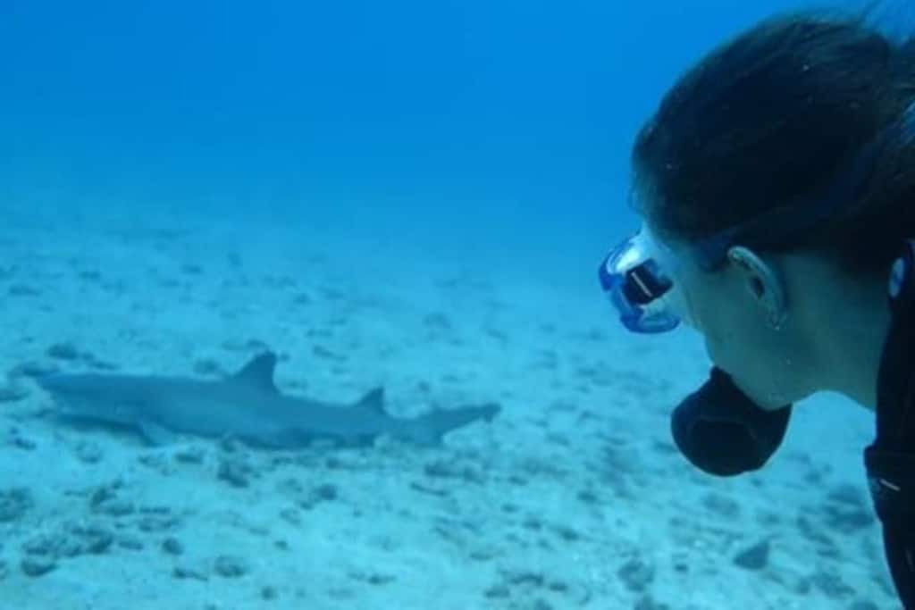 Tiburón de aleta blanca en la Isla del Caño