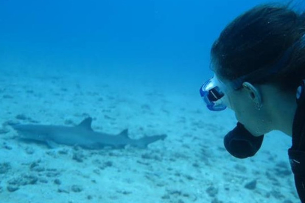 White tip reef shark costa rica