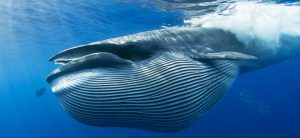 brydes-whale-1brydes-whale-1