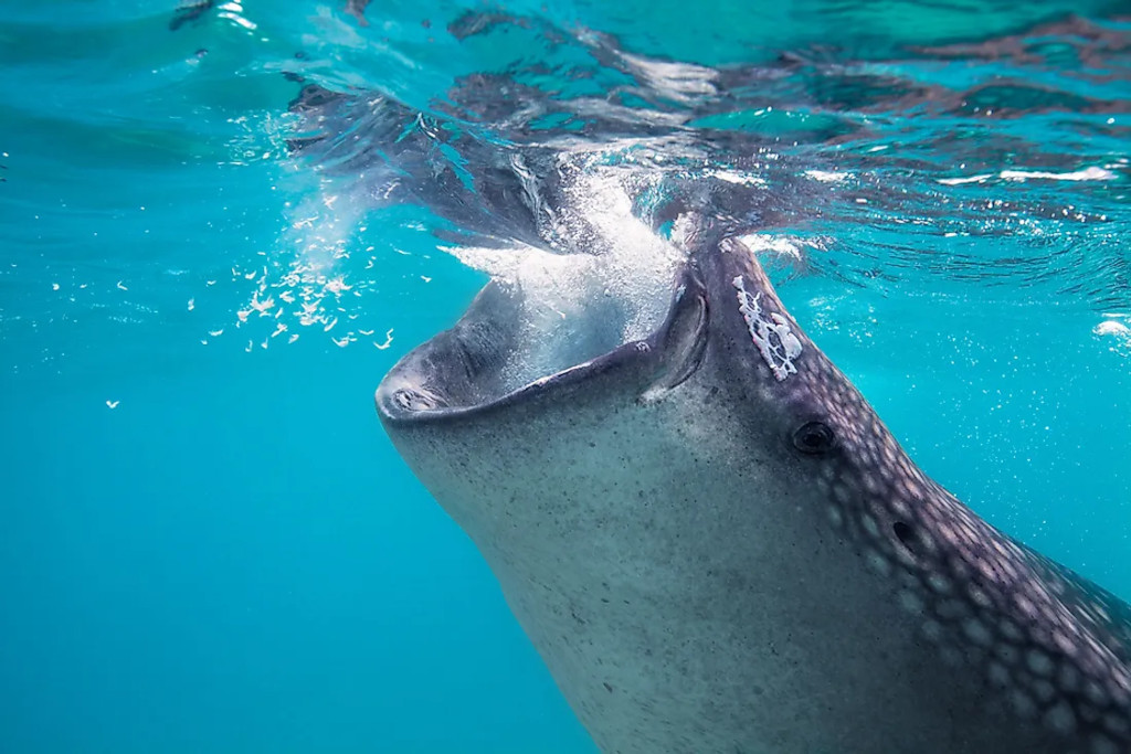 alimentación de los tiburones ballena