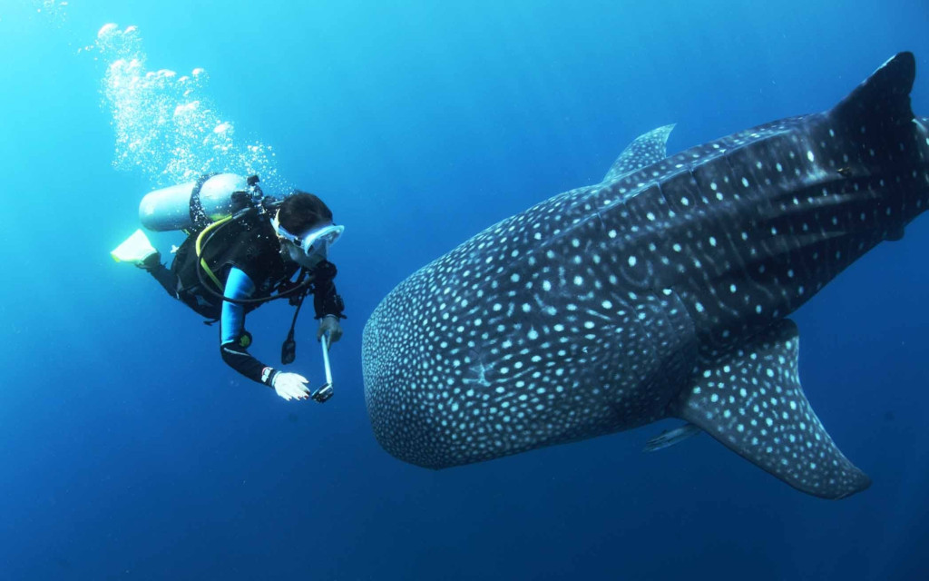 buceo con tiburón ballena - buceando con el tiburón ballana