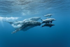 cano-island-whale-shark diving with whale sharks