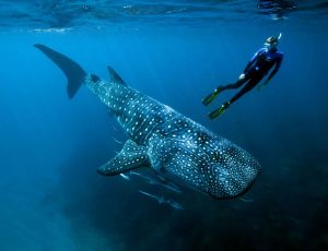 swimming-with-shark-shales