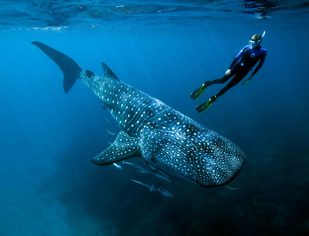 swimming with shark whales-diving with whale sharks
