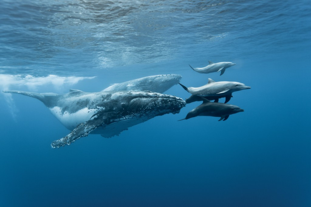 tiburones ballena en la isla del caño- buceando con el tiburón ballena