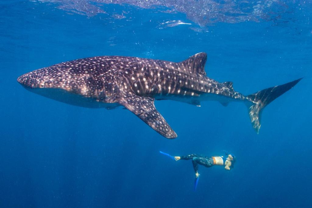 Free diver con tiburón ballena
