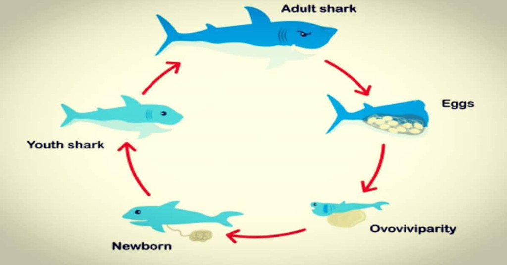 tiburón ballena vida y reproducción