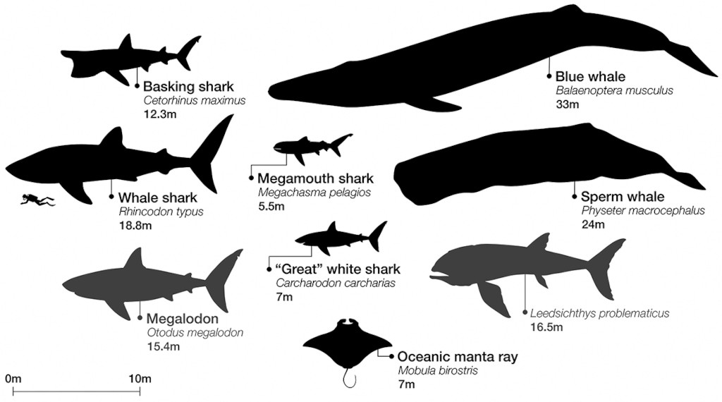 tamaños de tiburones ballenas-