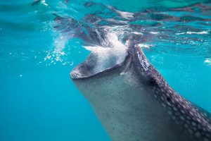 whale-shark-feeding-diving with whale sharks