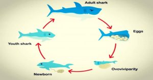 whale-shark-reproduction