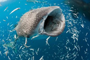 whale-sharks-all-oceans divin with whale sharks