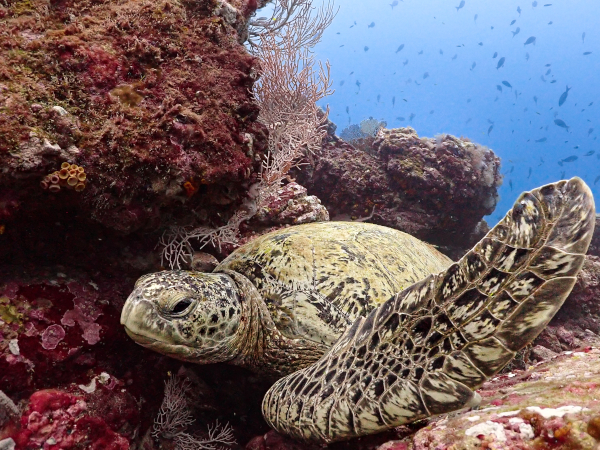 Buceo en Isla del Caño Costa Rica