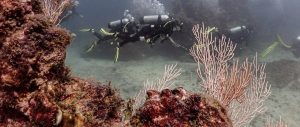 Buceo en el Parque Marino Ballena