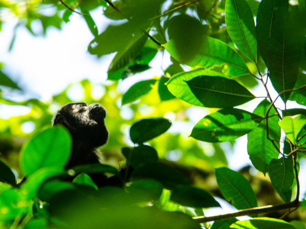 Monkey at Corcovado National Park