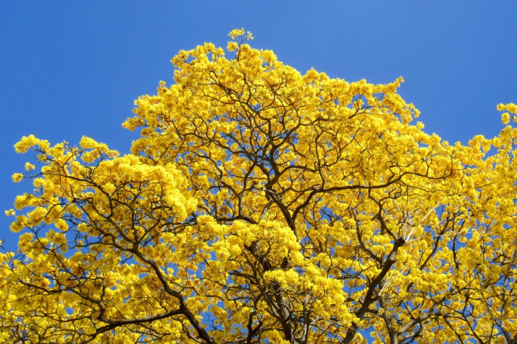 dry season costa rica