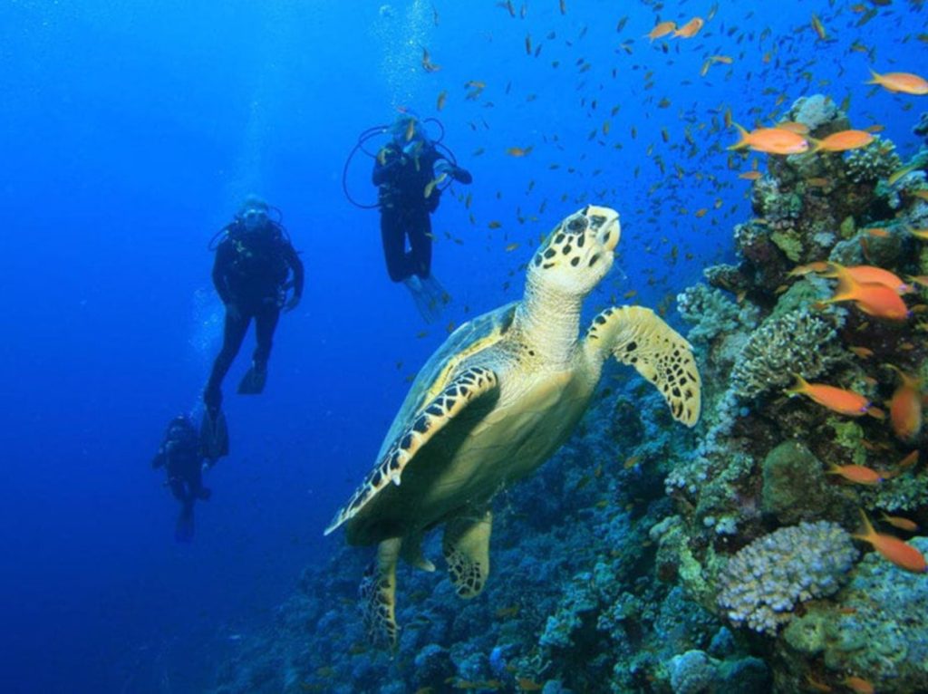isla-del-cano-costa-rica turtle