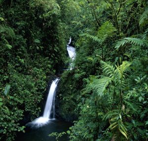 monte-verde-costa-rica