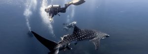 Scuba Diving Tour at Caño Island