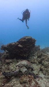 Caño Island Scuba Diving Tour in Costa Rica