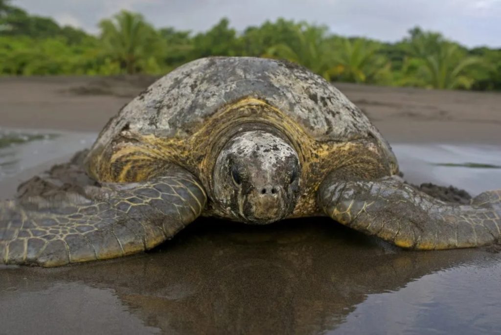 tortuguero-costa-rica