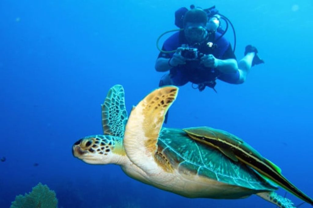 Buceo en Guanacaste, Tortuga