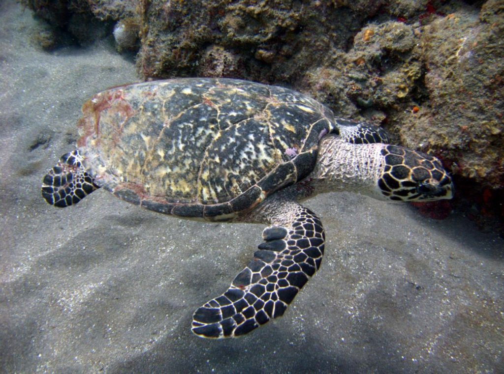 Hawksbill-Turtle-costa-rica bucear con tortugas