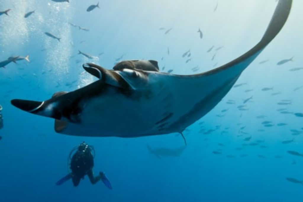 Manta Raya en Islas Catalina